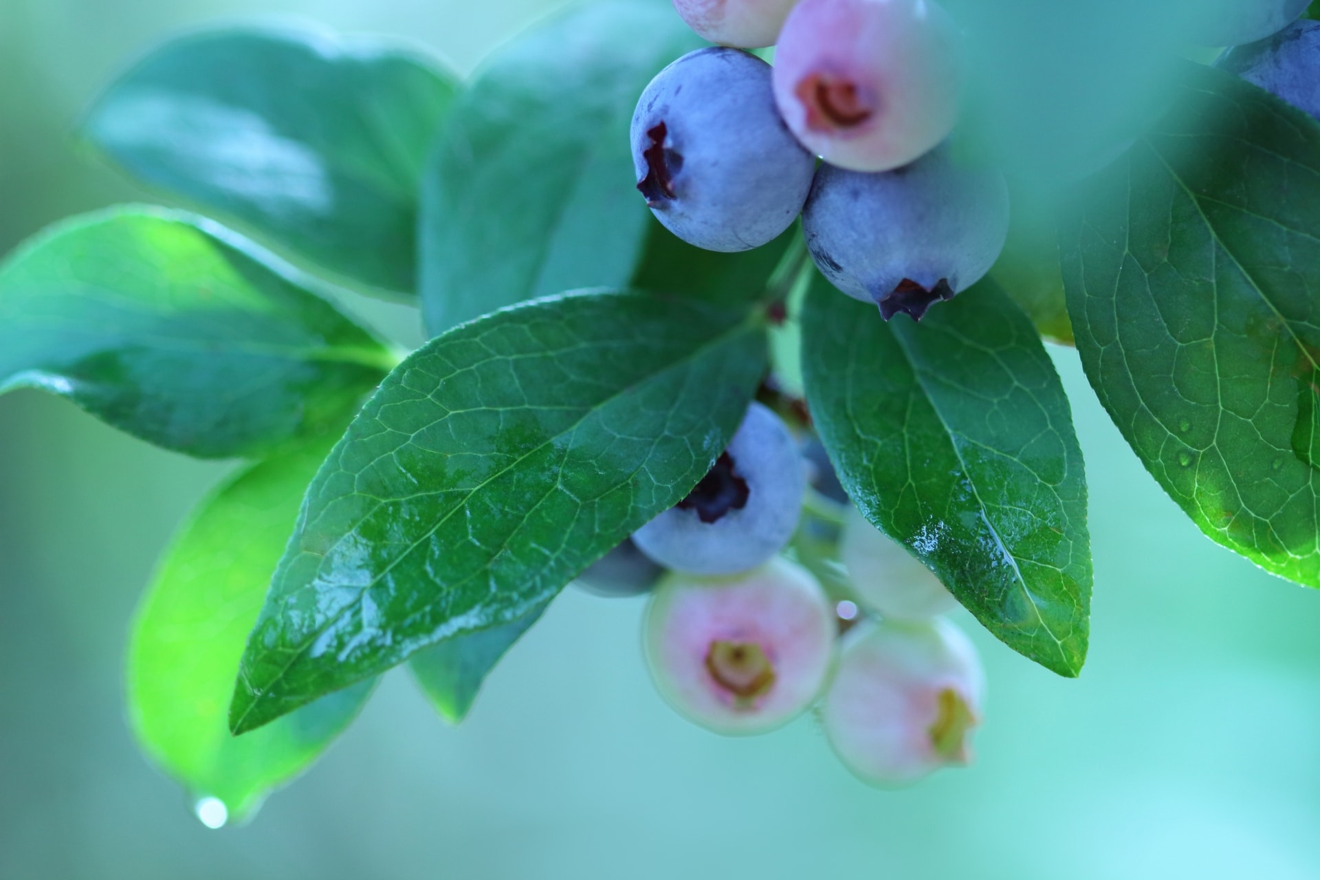 ブルーベリーにつくカイガラムシの駆除や予防方法とは ブルーベリーの栽培 鉢植え 剪定 肥料 方法と健康効果ナビ