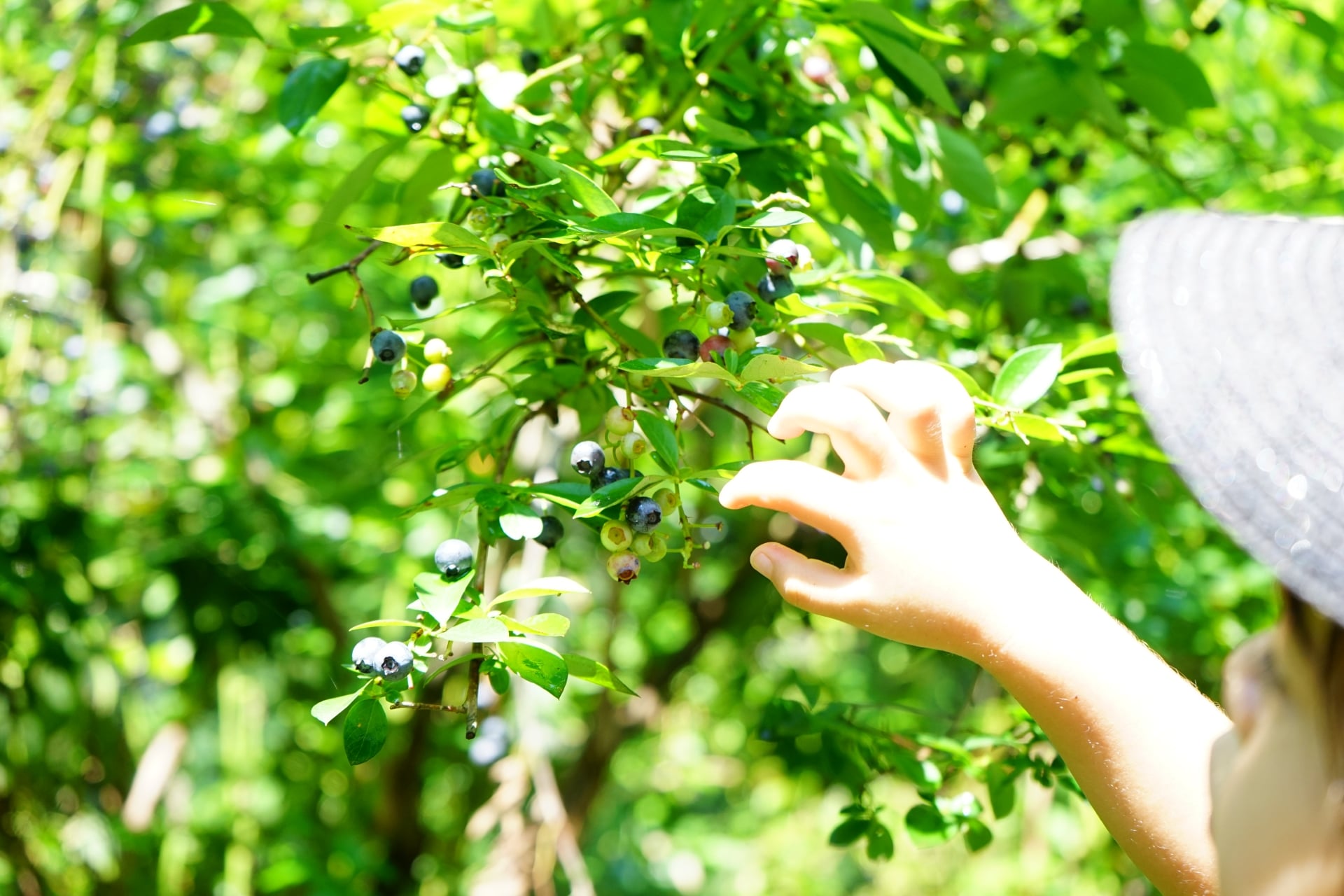ブルーベリーのウッダードの育て方や特徴とは ブルーベリーの栽培 鉢植え 剪定 肥料 方法と健康効果ナビ