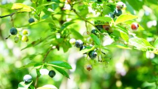 ブルーベリーが大きくなったときの移植時期や移植方法 ブルーベリーの栽培 鉢植え 剪定 肥料 方法と健康効果ナビ