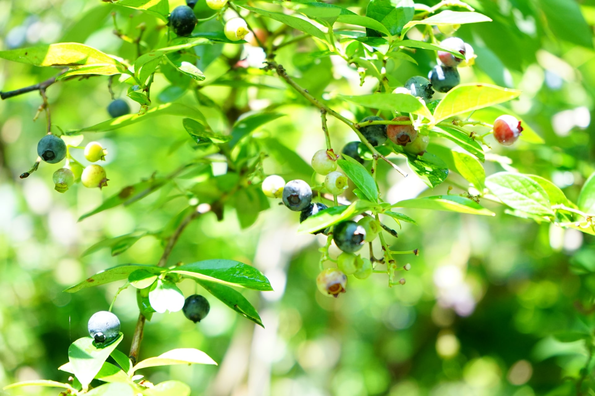 ブルーベリーの大粒な種類や大きく育てる育て方とは ブルーベリーの栽培 鉢植え 剪定 肥料 方法と健康効果ナビ