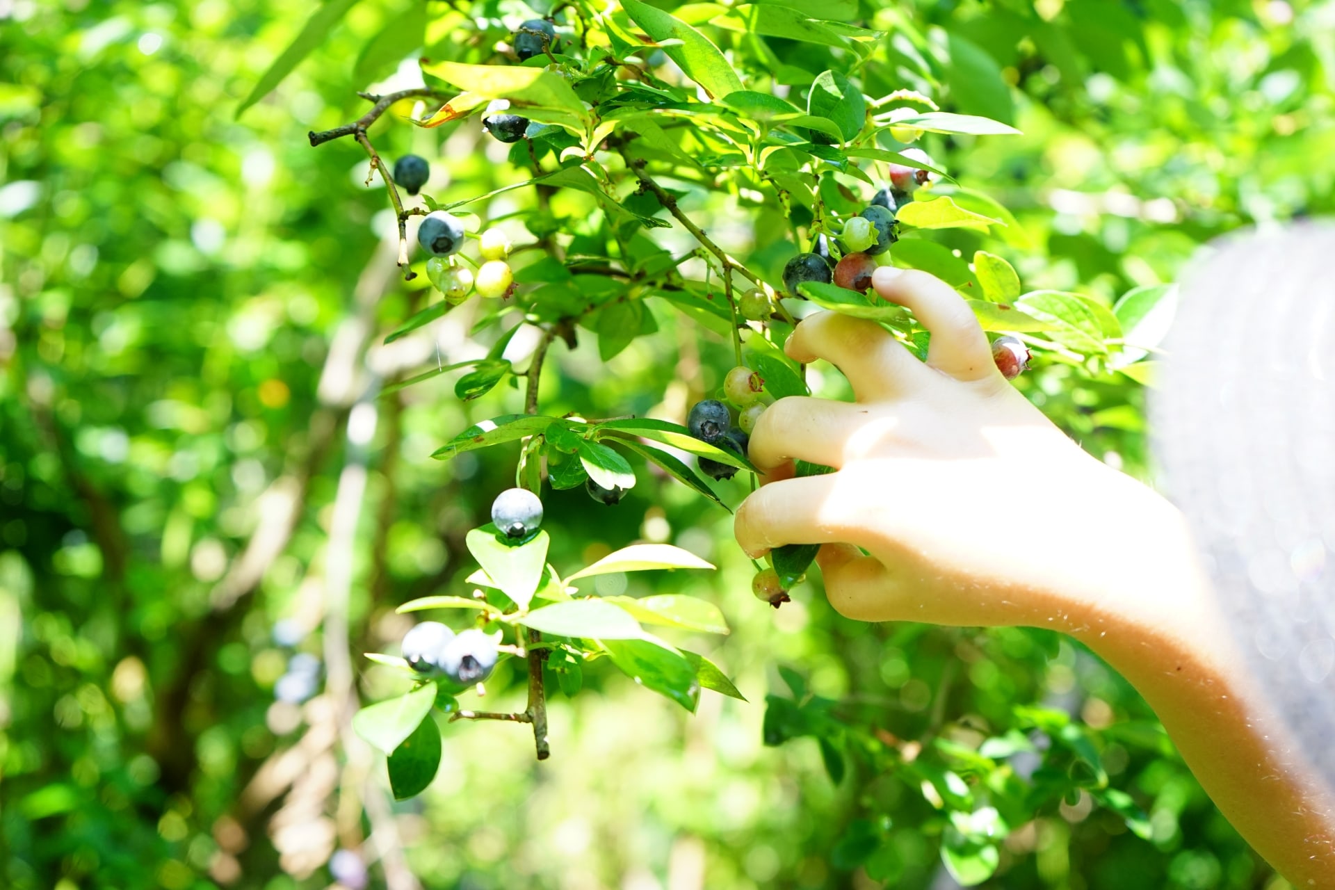 家庭菜園でブルーベリーを育て始めるベストな時期 ブルーベリーの栽培 鉢植え 剪定 肥料 方法と健康効果ナビ