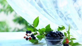 ブルーベリーの枝が白いのは病気のサイン 対処方法とは ブルーベリーの栽培 鉢植え 剪定 肥料 方法と健康効果ナビ