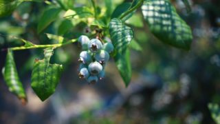 ブルーベリーが大きくなったときの移植時期や移植方法 ブルーベリーの栽培 鉢植え 剪定 肥料 方法と健康効果ナビ